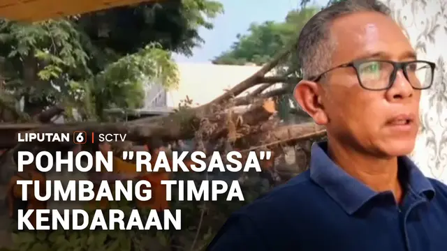 Pohon Setinggi 15 Meter Tumbang Timpa Mobil dan Motor