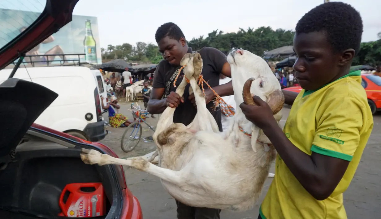 Seorang pria memasukkan domba, untuk perayaan Idul Adha, ke dalam mobil di sebuah pasar kawasan Abidjan, Pantai Gading, Jumat (17/8). Umat Islam di seluruh dunia akan merayakan Hari Raya Idul Adha yang identik dengan tradisi berkurban. (AFP/ISSOUF SANOGO)