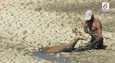 Seekor Impala di Zimbabwe terjebak dalam sebuah kubangan lumpur. Video mengharukan penyelamatan Impala itu menjadi viral di media sosial.