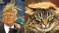 Ekspresi Celaan, Kucing-kucing Didandani ala Donald Trump