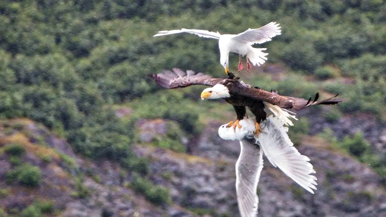 Burung Camar Menyerang Burung Elang Untuk Selamatkan Temannya