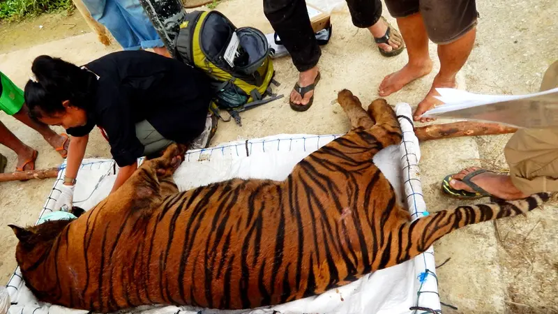 Harimau Sumatera Terus Diburu, MUI Bengkulu Turun Tangan 