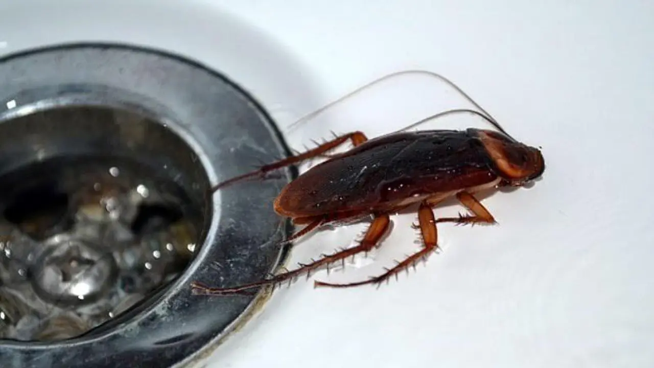 Kecoak di Bak Mandi 
