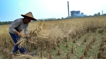 Petani memotong tanaman padi saat panen di sawah yang terletak di belakang PLTU Labuan, Pandeglang, Banten, Minggu (4/8/2019). Musim kemarau menyebabkan harga gabah di tingkat petani mengalami kenaikan dari Rp 3.600 menjdi Rp 4.300 per kilogram. (merdeka.com/Arie Basuki)