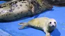 Meski mulai berganti bulu keabuan, anjing laut yang belum memiliki nama ini telah menjangkau hati para pengunjung.  (AFP/Kazuhiro Nogi)