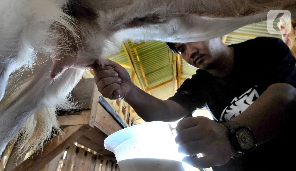 Peternak Fuad Farurahman memerah susu dari kambing peranakan Etawah di Jiwanta Farm, Cibeuteng Udik, Bogor, Jawa Barat, Kamis (8/4/2021). Sejak masa pandemi, mantan pegawai sebuah perusahaan BUMN ini membudidayakan kambing peranakan Etawah jenis Kaligesing dan Senduro. (merdeka.com/Arie Basuki)