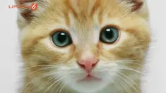 Sebelumnya perusahaan ini juga pernah mengeluarkan parfum aroma kaki kucing.