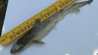 Bayi hiu yang diduga jatuh dari langit di Virginia, AS. (News.com.au)