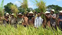 Metode Baru Genjot Produksi Padi di Karawang