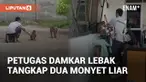 Damkar Lebak tangkap dua monyet liar di Perumahan CMR Maja (19/01/2025). Kehadiran monyet liar buat warga resah karena berkeliaran di lingkungan perumahan