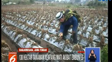 Serangan embun es mengakibatkan daun dan tangkai kentang mengering seolah baru tersiram air panas.