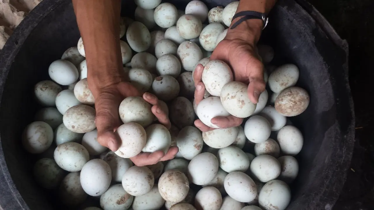 Kandungan Kolestrol pada Telor Bebek