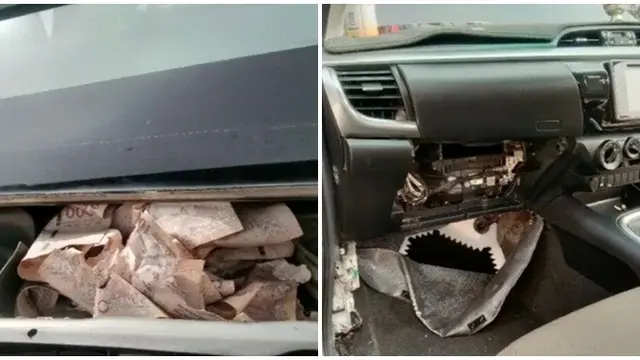 Uang Simpanan Pria di Mobil Ini di Makan Tikus, Niat Sembunyikan dari Istri Justru Apes