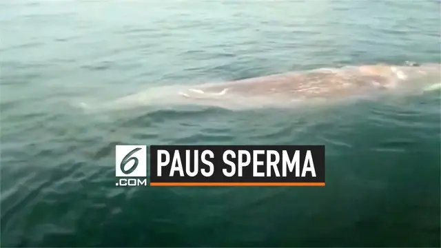 Seekor ikan paus sperma raksasa ditemukan mati di sekitar pantai Koh Lunta, Thailand. Petugas meneliti penyebab kematian hewan tersebut. Ditemukan sejumlah limbah plastik yang membuat radang di perut paus.