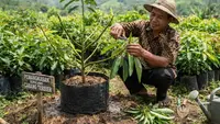 7 Tanda Pohon Alpukat Siap Dipangkas Agar Cepat Berbuah, Teknik Tepat Buah Lebat