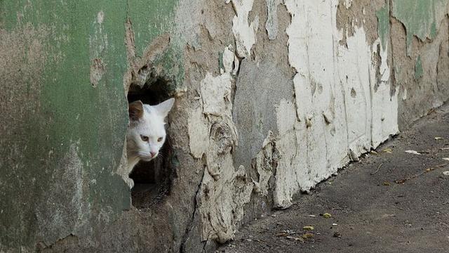 Ilustrasi kucing putih