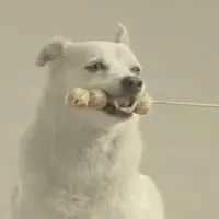 Anjing saja tahu balas budi. :3