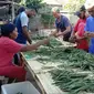 Petani Vanilla yang sedang panen dan melakukan sorting. (Dok.Instagram/@desa_ekspor_indonesia)