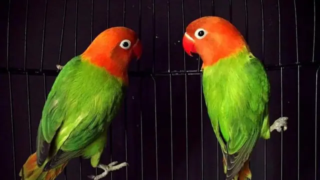 Ilustrasi burung lovebird biola | instarix.com