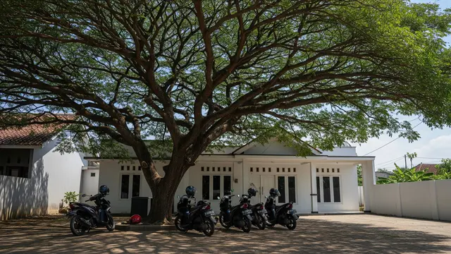 Tanaman Peneduh untuk Parkiran Motor