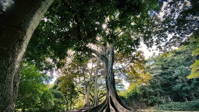 Ilustrasi pohon tertua. (Image by wirestock on Freepik)