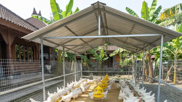 Contoh Kandang Ayam Broiler Skala Rumahan. AI