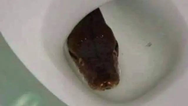 6 Momen Ngeri Ular Piton Muncul di WC, Gagal BAB