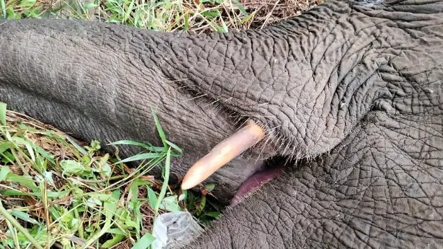 Gajah mati yang ditemukan warga di Kabupaten Bengkalis karena tersengat listrik.