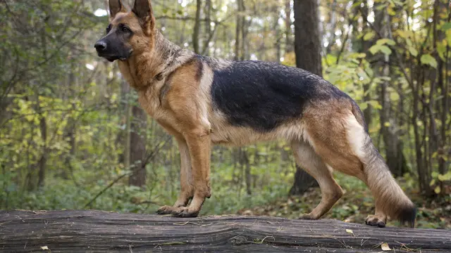 Jenis-Jenis Anjing Berbahaya