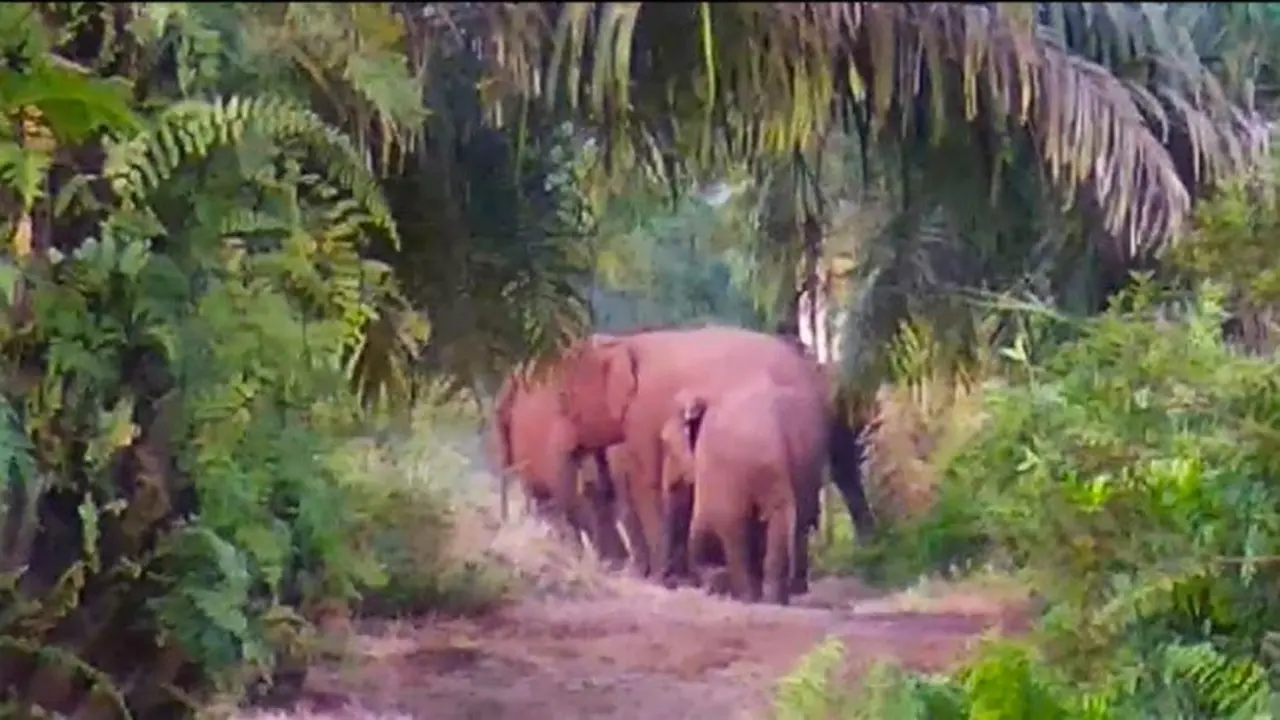 Gajah liar dari kelompok sebelas terpantau tim BBKSDA Riau mendekati kebun sawit warga di Kabupaten Kampar.