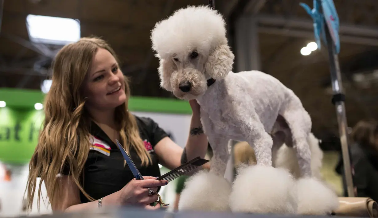 Seorang wanita merapihkan bulu anjing Miniature Poodle pada hari kedua pertunjukan anjing Crufts di National Exhibition Centre di Birmingham, Inggris tengah, (9/3). (AFP Photo/Oli Scarff)