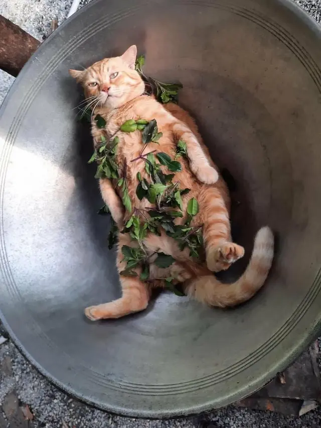 6 Lokasi Kucing Tidur Ini Tidak Biasa, Bikin Geleng Kepala