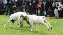 Dalam acara ini juga ada kontes domba dan kambing dengan berbagai nomor, di antaranya bibit pedaging dan perah. (merdeka.com/Arie Basuki)
