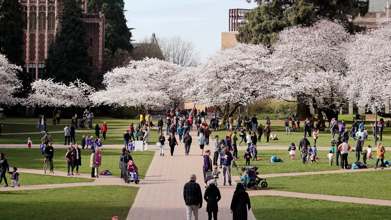 Bunga Sakura Bermekaran di Washington