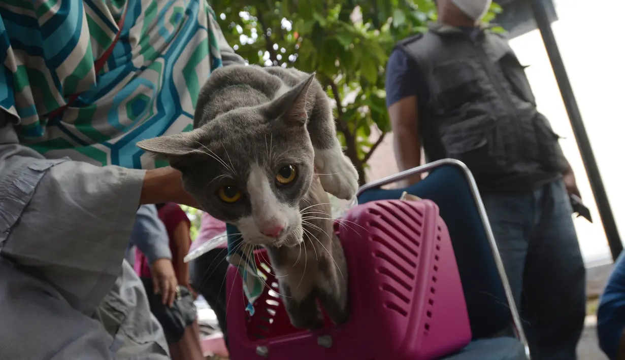 Warga membawa kucing peliharaannya untuk disuntik vaksin rabies kelurahan Bukit Duri, Jakarta, Selasa (24/8/2021). Dinas Ketahanan Pangan, Kelautan, dan Pertanian (KPKP) memberikan vaksinasi rabies bagi hewan peliharaan warga untuk mengantisipasi penyakit rabies. (merdeka.com/Imam Buhori)
