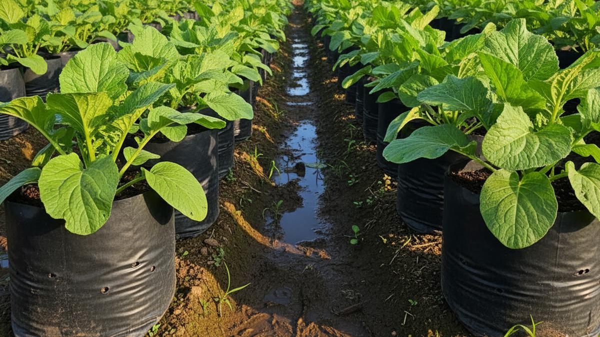 Trik Menanam Sawi di Polybag, Sebuah Panduan Lengkap agar Panen Melimpah