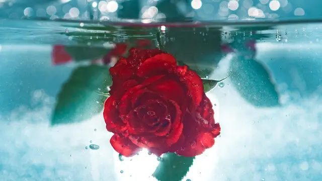 Cara membuat masker alami menggunakan kopi dan air mawar