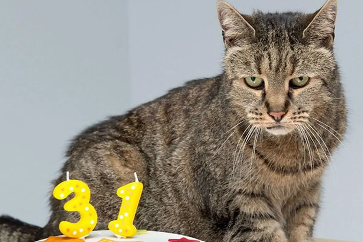 [Bintang] Kucing tertua