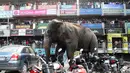 Seekor gajah liar dengan panah berisi obat penenang di sisi bagian belakangnya berkeliaran di Siliguri negara bagian Bengal Barat, India, Rabu (10/2). Gajah itu keluar dari habitatnya di hutan Baikunthapur dan masuk ke kota. (AFP PHOTO / Diptendu Dutta)