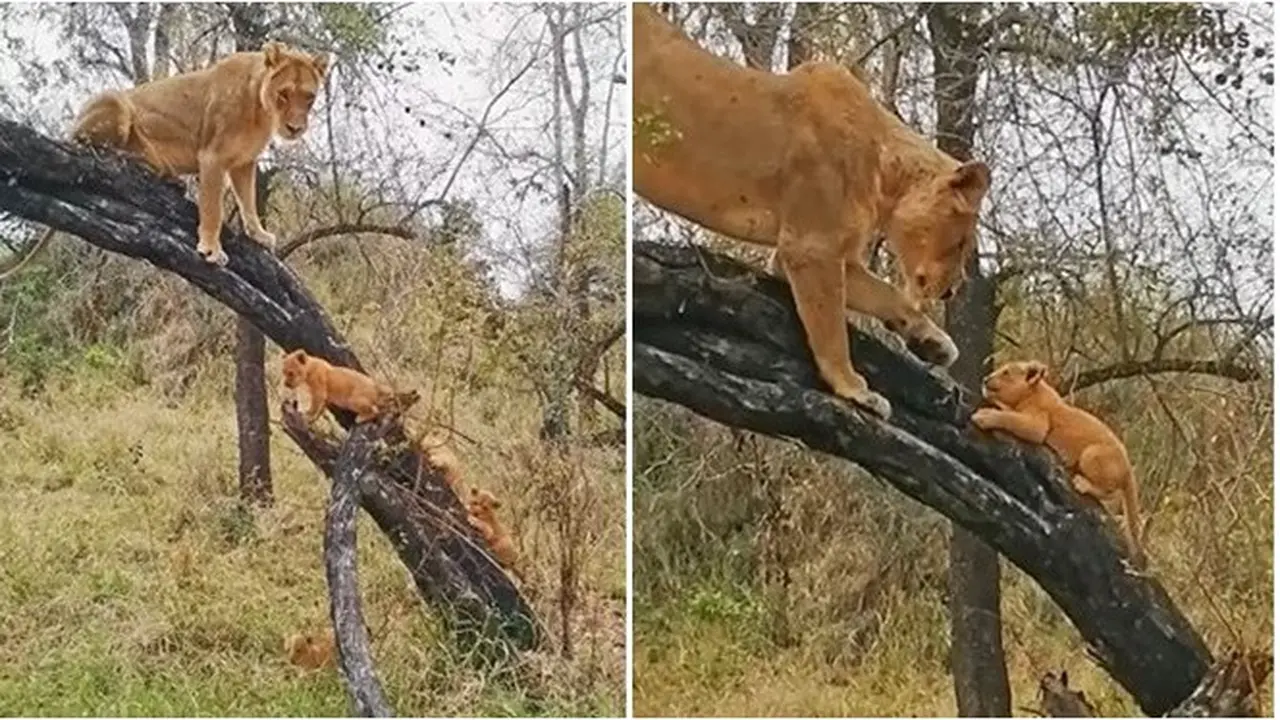 Momen Singa Ajari Anaknya Cara Memanjat Pohon di Hutan Afrika Ini Bikin Gemas