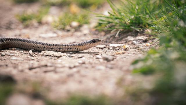Serpiente negra (Pexels)