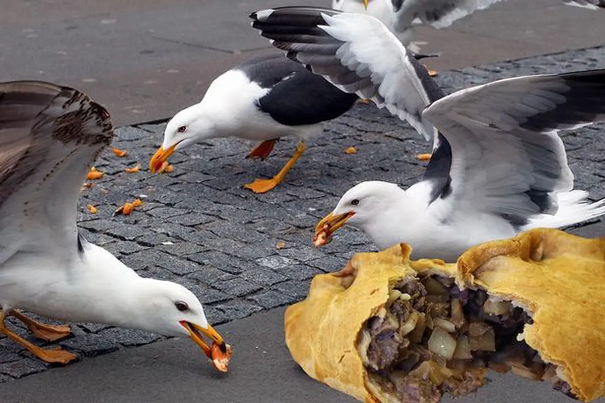 Burung Camar yang Kegendutan