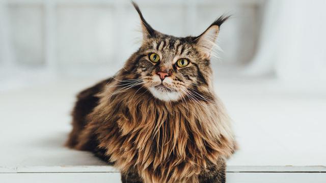 Ilustrasi maine coon | vetschoice.guildinsurance.com.au