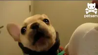 Anjing Ini Ucapkan 'I Love You'