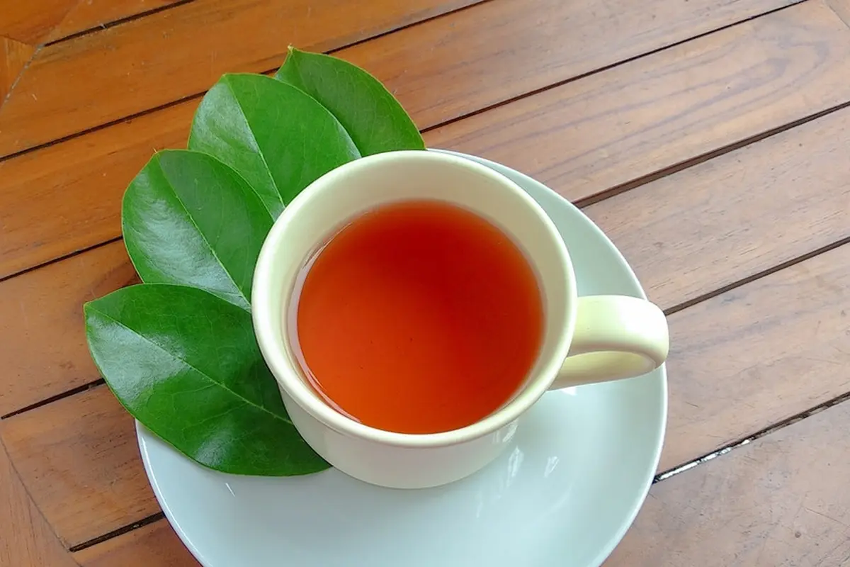 daun buah sirsak