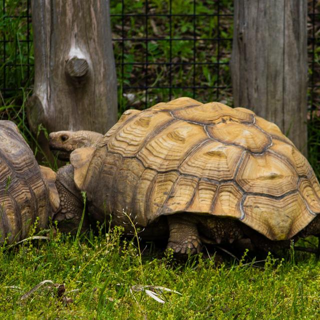 15 Arti Mimpi Seputar Kura Kura Yang Perlu Anda Tahu Ragam Bola Com