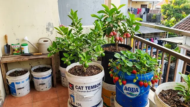 Buah yang Bisa Ditanam di Ember Bekas untuk Rumah Sempit