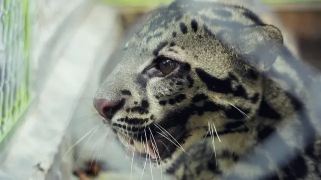 Bila Macan Dahan Terluka Bikin Khawatir Warga Satu Desa