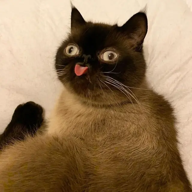 kucing viral bernama Ikiru