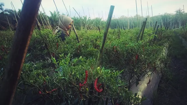 Fasilitator desa, Syafria Ningsih, ikut memanen cabai merah di lahan milik Badri